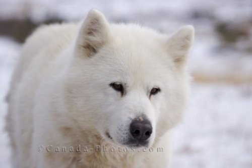 White canadian eskimo dog cheap