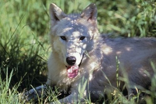 Photo: White Wolf