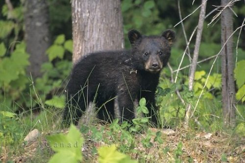 Photo: Wild Black Bear