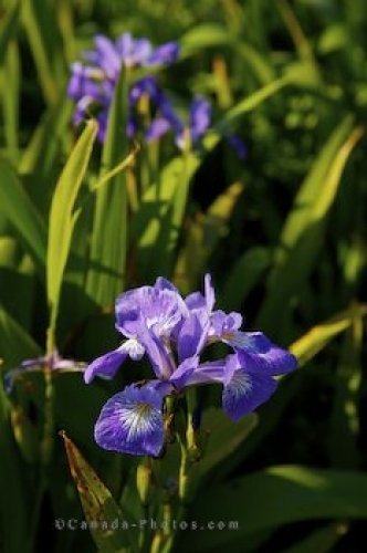 Photo: Wild Iris Field Cape St Marys Ecological Reserve Newfoundland