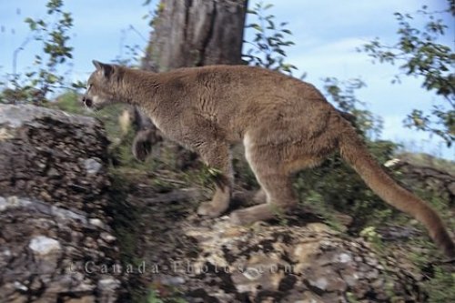 Photo: Wild Mountain Lion Vancouver Island