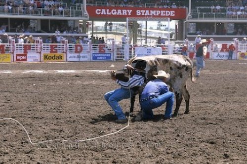 Photo: Wrestling Steer Calgary Stampede