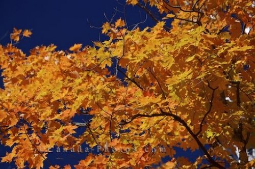 Photo: Yellow Tree Leaves Ontario Canada