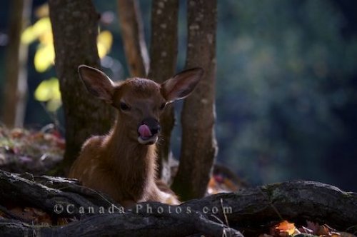 Photo: Young Deer Picture