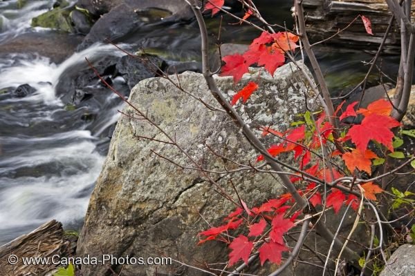 Photo: Autumn Colored Leaves Oxtongue River Ontario Canada