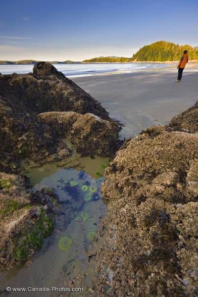 Photo: Female Tourist Beachcombing Sea Anemones Tofino