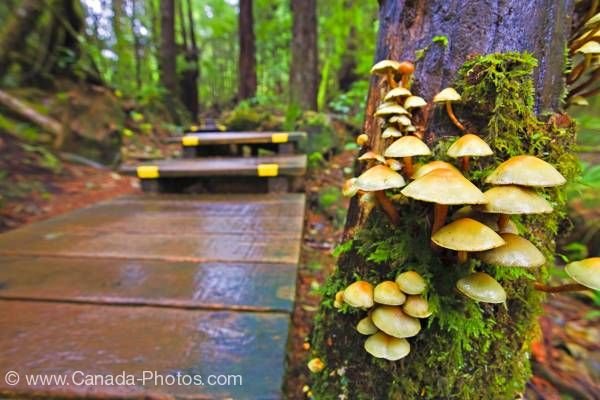Photo: Mushrooms Boardwalk Rain Forest West Coast