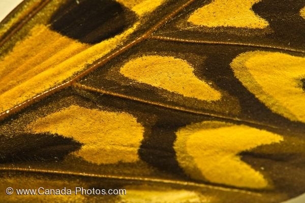 Photo: Butterfly Wing African Giant Swallowtail