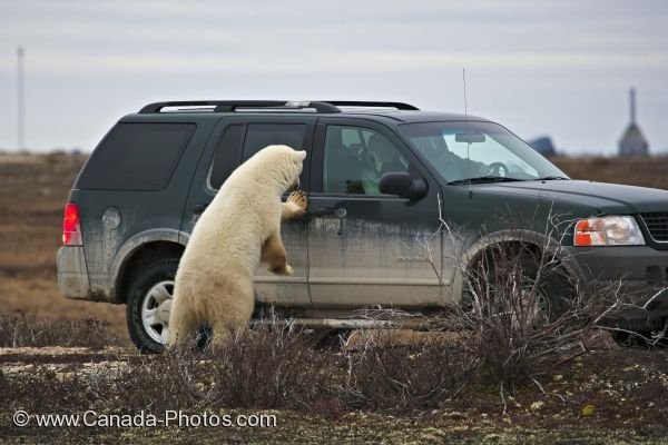 Photo: Polar Bear Car Watch Churchill Manitoba