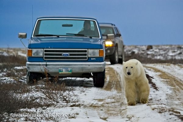 Photo: Churchill Polar Bear Hudson Bay Manitoba