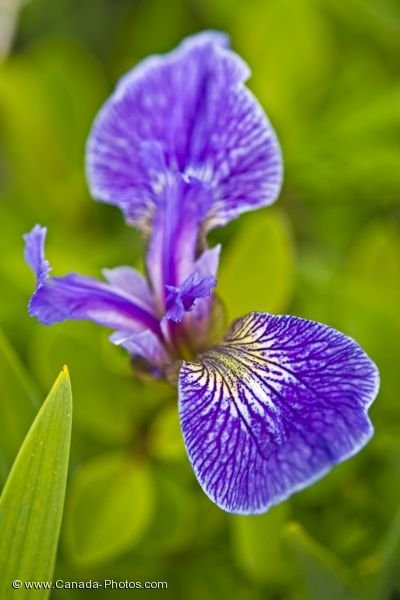 Photo: Colorful Beachhead Iris Flower Picture