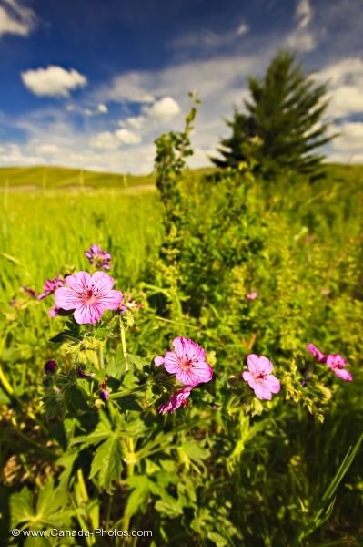 Photo: Elkwater Lake Wildflowers Alberta Canada
