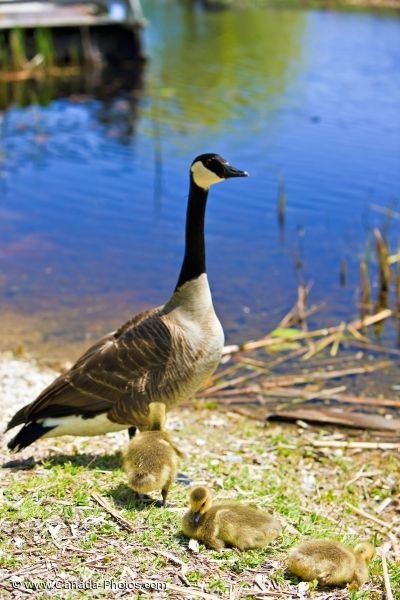 Photo: Lake Erie Canada Goose Goslings Point Pelee National Park Ontario
