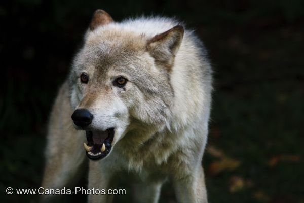Photo: Mean Looking Timber Wolf Picture Parc Omega Outaouais Quebec