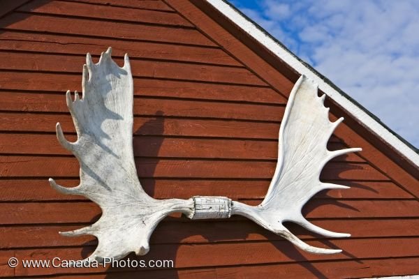 Photo: Moose Antlers Picture