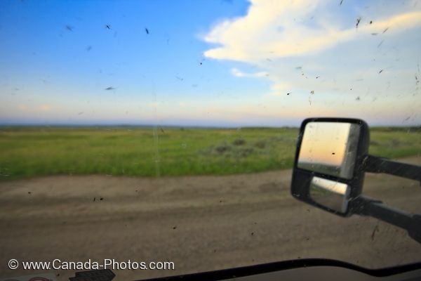 Photo: Mosquito Swarm Truck Window Frenchman River Valley Ecotour