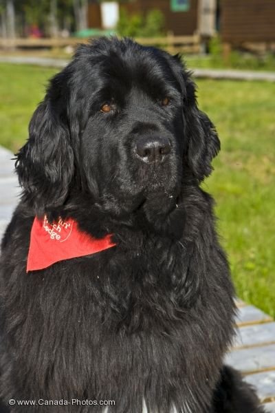 Photo: Newfoundland Dog Southern Labrador