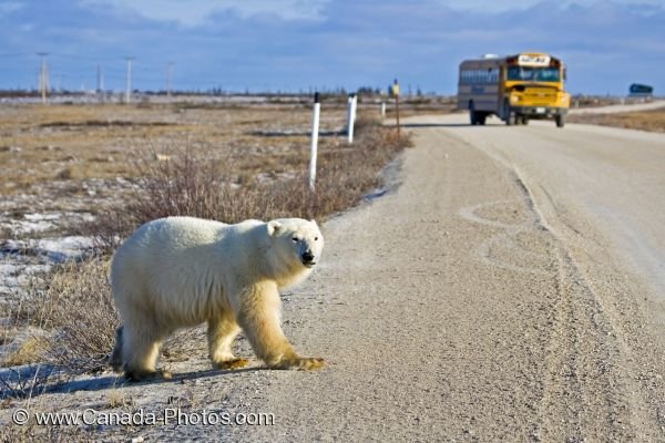 Photo: Polar Bear Bus Tour Churchill Manitoba