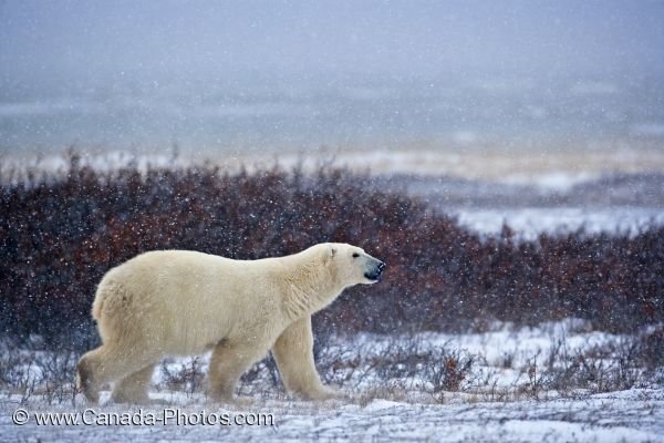 Photo: Polar Bear Climate Churchill Manitoba