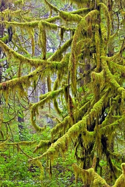 Photo: Evergreen Rain Forest Moss Nature British Columbia