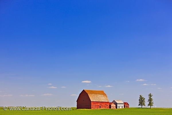 Photo: Red Barns Flat Field Prairie Saskatchewan