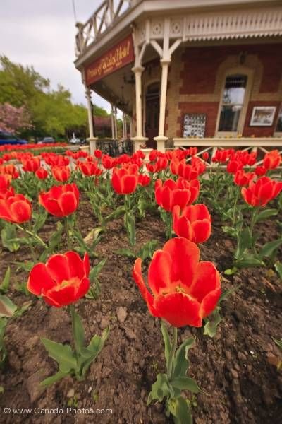 Photo: Colorful Tulips Tulipa Prince of Wales Hotel town of Niagara-on-the-Lake Ontario