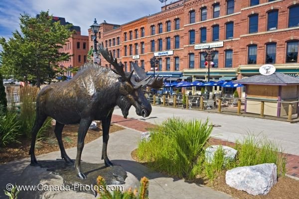 Photo: Saint John New Brunswick Moose Statue