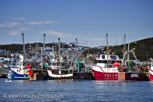 Photo: St Anthony Shrimp Fishing Boats Newfoundland