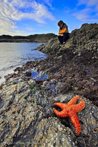Photo: Tourist Starfish Rocky Shoreline Tofino