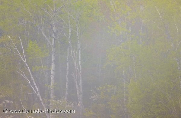 Photo: Art Photo Sinclair Cove Trees In Fog
