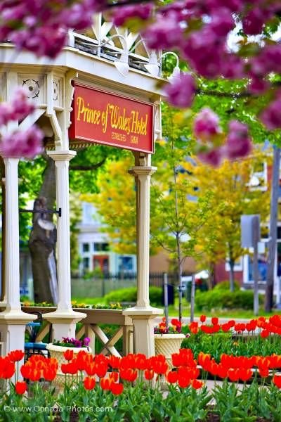 Photo: Tulips Tulipa Entrance Prince of Wales Hotel Niagara-on-the-Lake