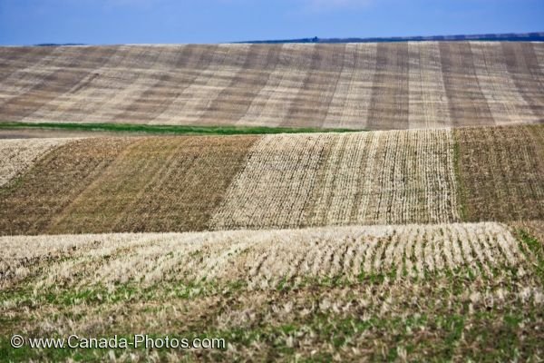 Photo: Wheat Farming Alberta