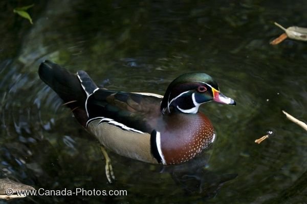 Photo: Wood Duck Laurentian Forest Biodome Montreal